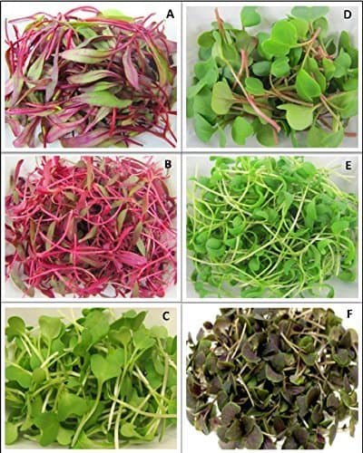 Raunak Seeds Microgreens Seeds Combo -6 Types (Arugula, Beet Root, Coriander, Basil, Swiss Chard, Kale + Red Amaranthus) -Avg 50 Seeds Per Pkt