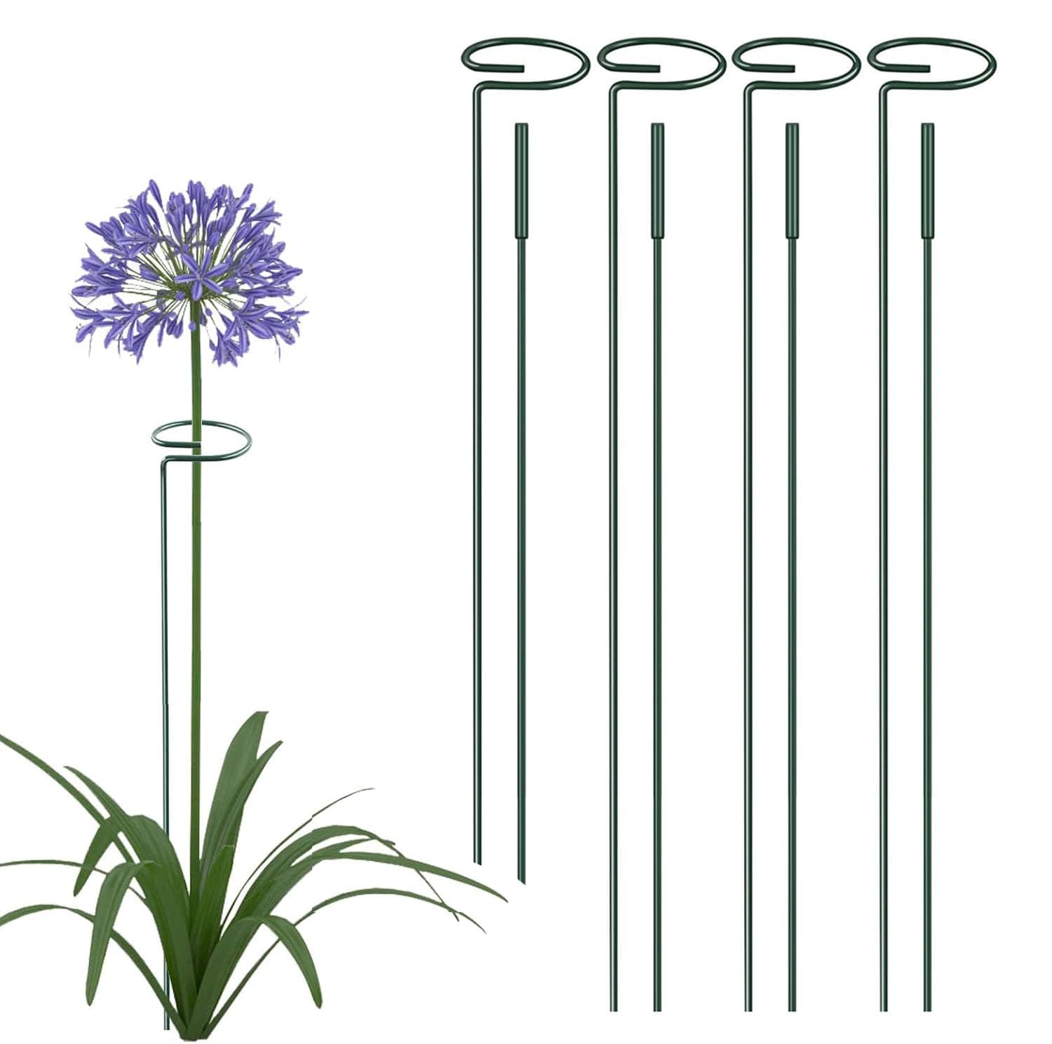 Rayyan 4 Pack Plant Stakes Tall, Two Sizes (16 or 30 Inch) Metal Plant Support Stakes for Indoor or Outdoor, Green