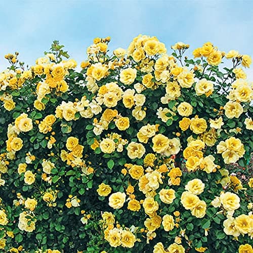 Yellow Climbing Rose Flower 20 Seeds Pack