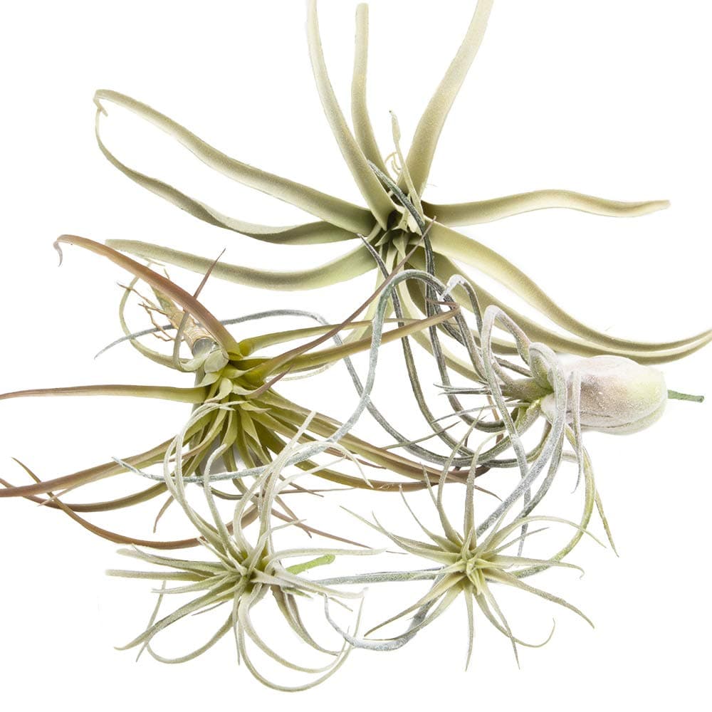 CHIVE Artificial Air Plants — Bulk Set of 5, Medium — Ultra Realistic Fake Tillandsia Bromeliad Plants — Decorative Faux Succulents for Home & Office Decor — No Care Needed!