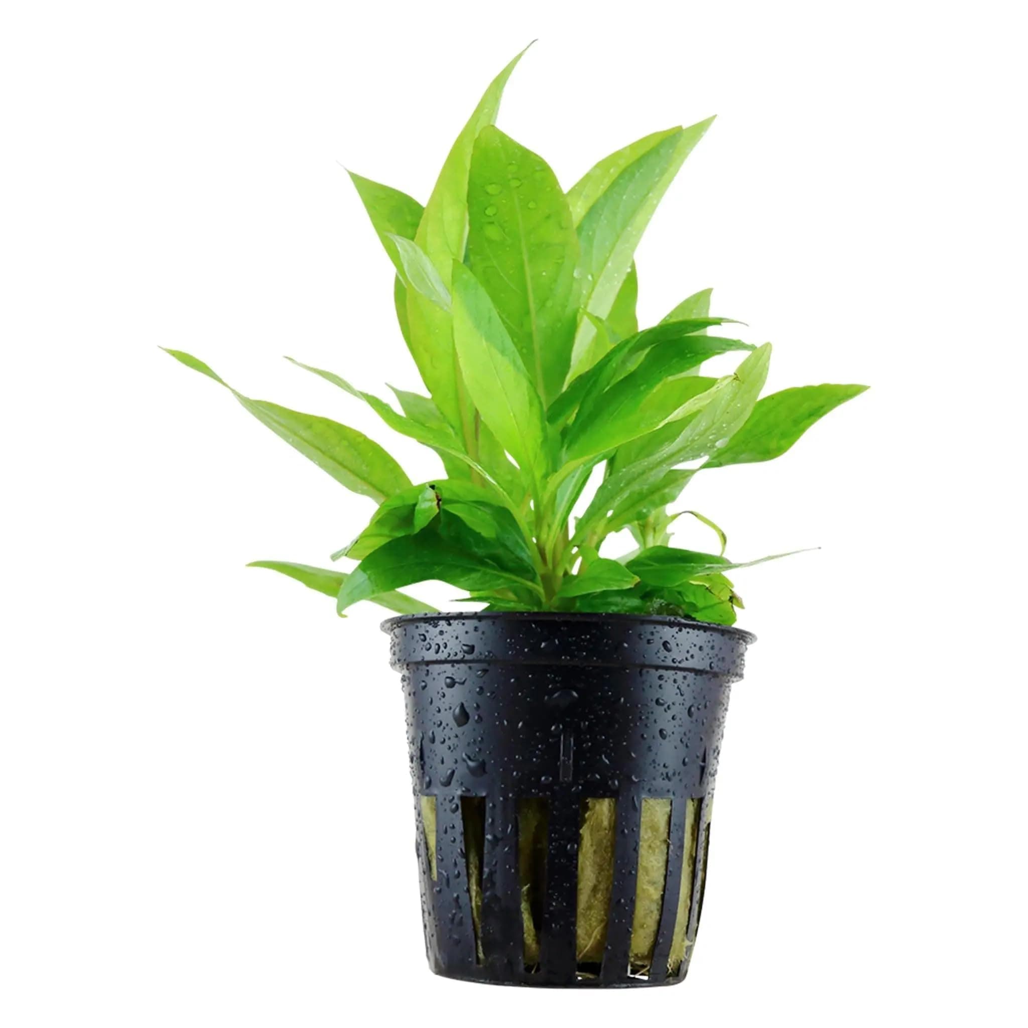 Hygrophila siamensis