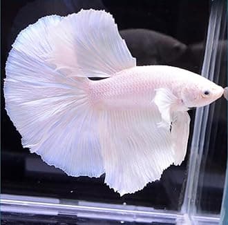 D&A Tropical Live Fish-1 Male Halfmoon Betta Live Fish- Live Betta Fish for Pond, Fish Tank or Aquarium, Live Fish Freshwater (White)