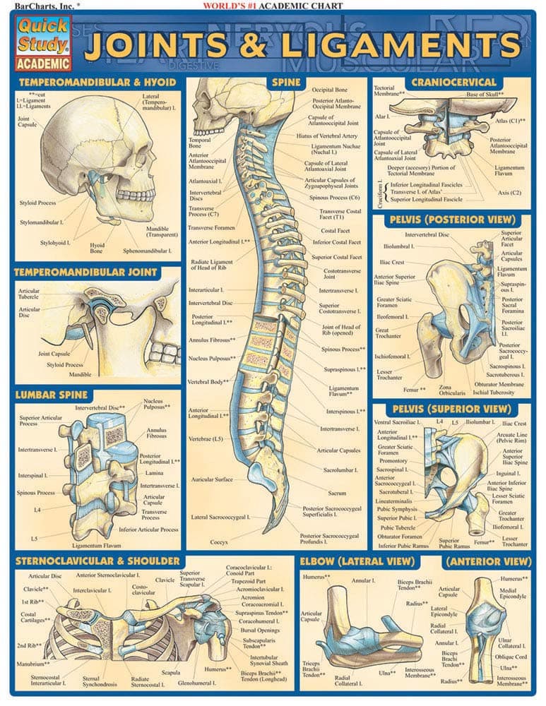 Joints & Ligaments QuickStudy Laminated Reference Chartce (QuickStudy Academic)