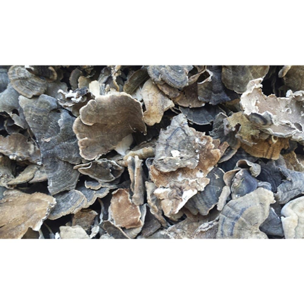 Dried Turkey Tail Mushrooms - 8 Ounce