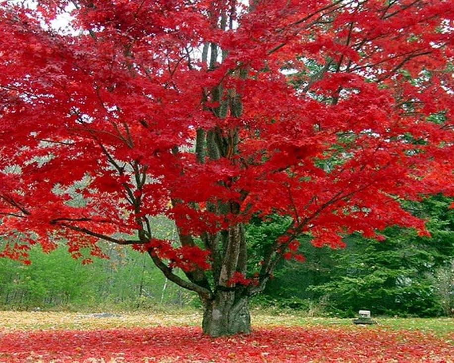 5 Red Maple Trees - 6-12" Tall Live Plants - Fast Growing Shade Tree Seedlings - (5 Pack)