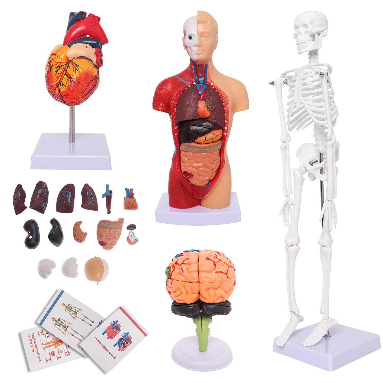 Human Anatomy Models Bundle Set, Brain, Human Torso Body, Heart, Skeleton model, Anatomy Models for Physiology Students, Medical Teaching Models for Classroom