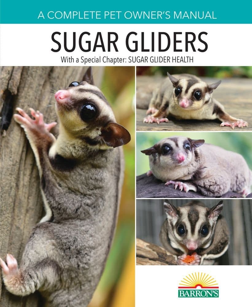 Sugar Gliders