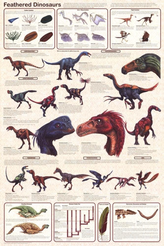 Feathered Dinosaurs Educational Science Chart Poster 24 x 36in