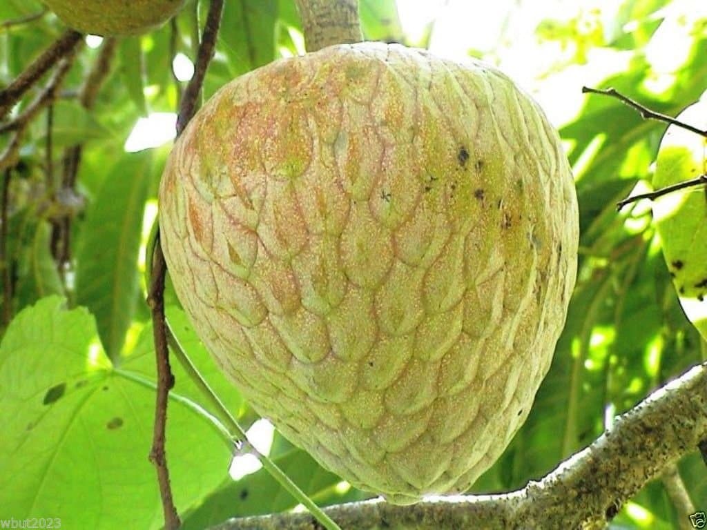 Jamaican Custard Apple Tree (10 Seeds)