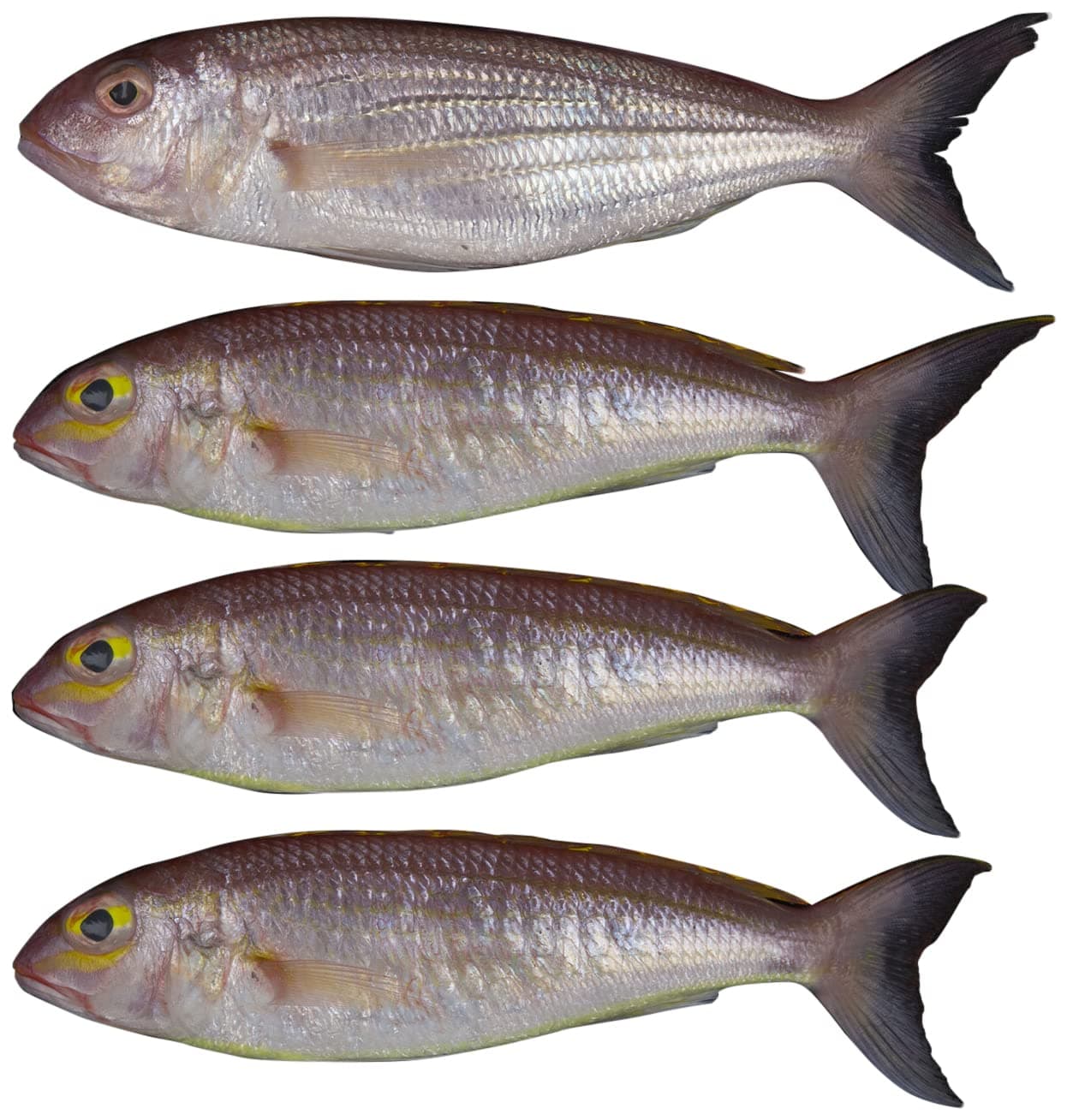 Fresh Sultan Ibrahim 500g - Whole Cleaned