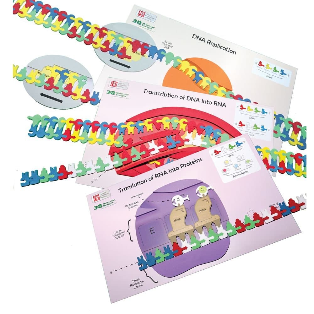 Flow of Genetic Information Kit©