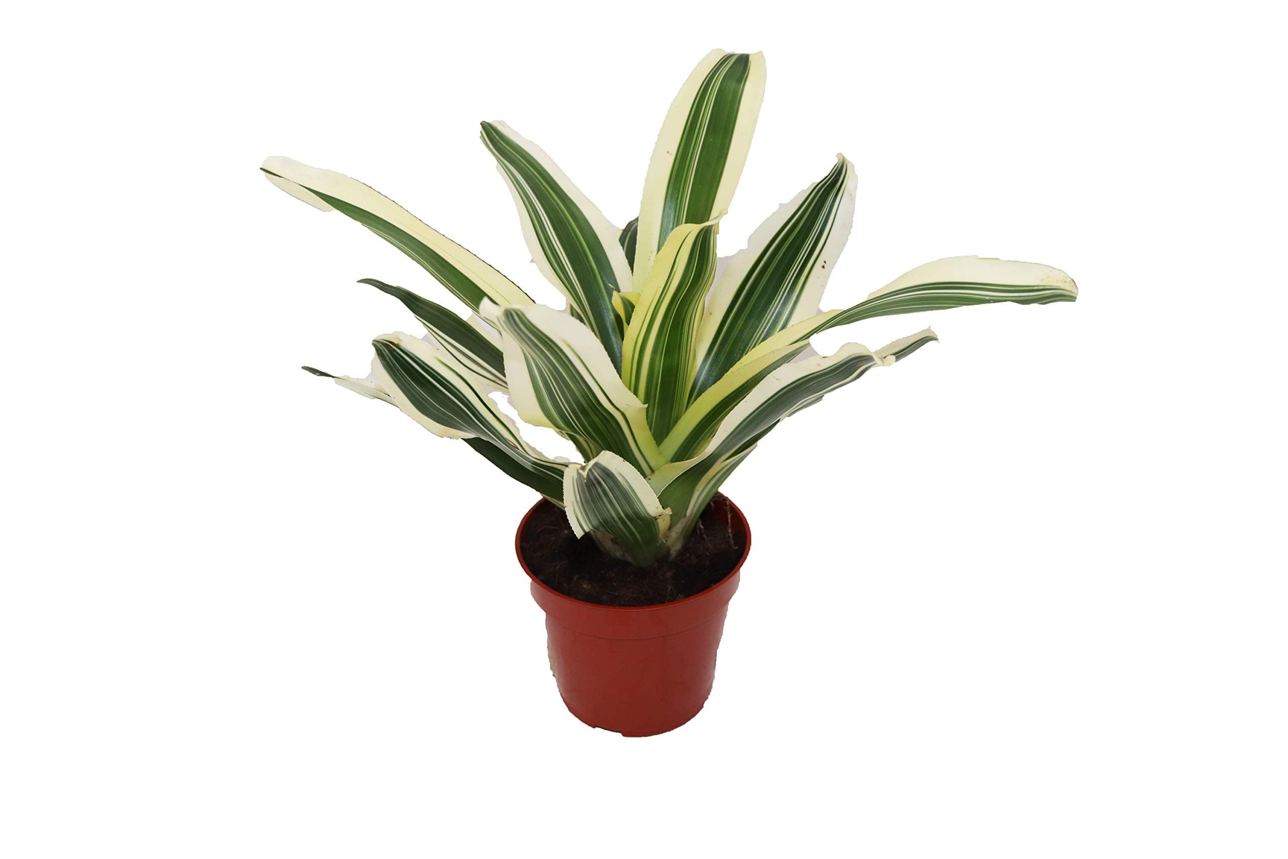 Bromeliad Red - 4" from California Tropicals