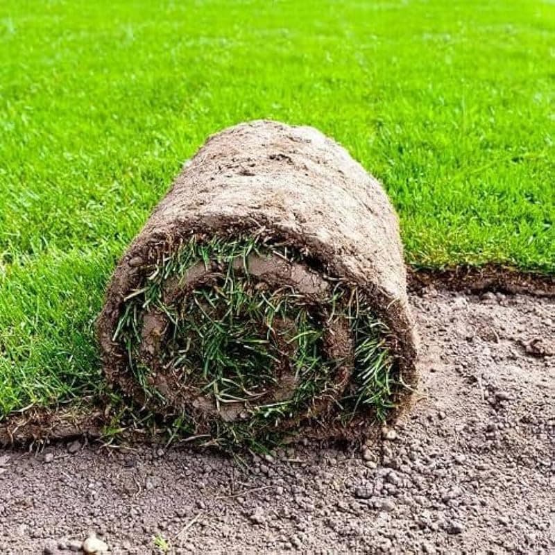 Mat grass seeds Pack of 7500