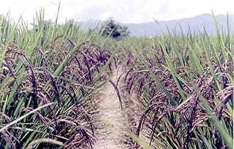 Black Rice Paddy Seed (Krishna Kaumod) 2kg