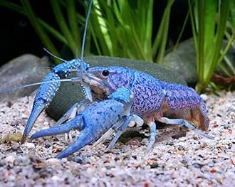 Live Blue Procambus Alleni Crayfish for Fish Tank Pond or Aquarium