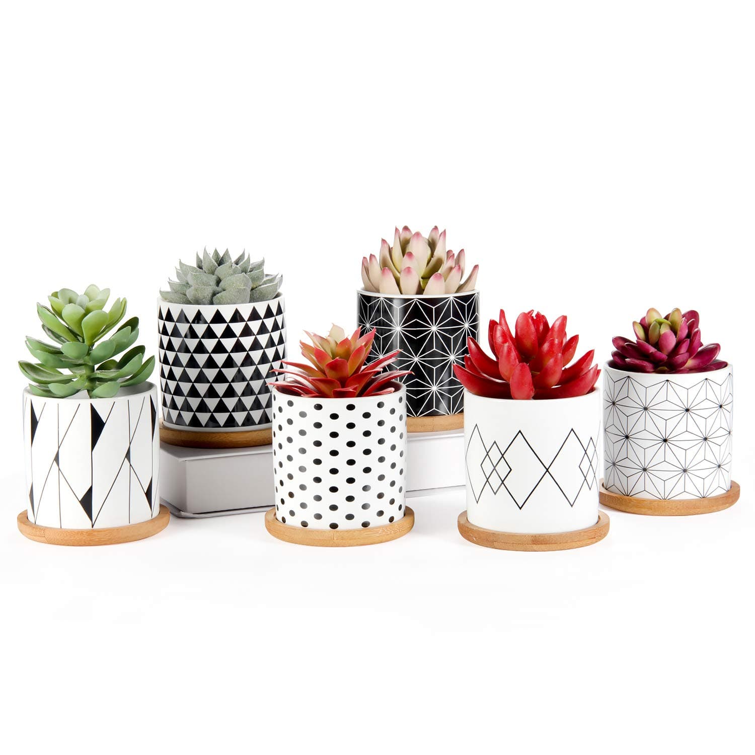 Succulent Pots