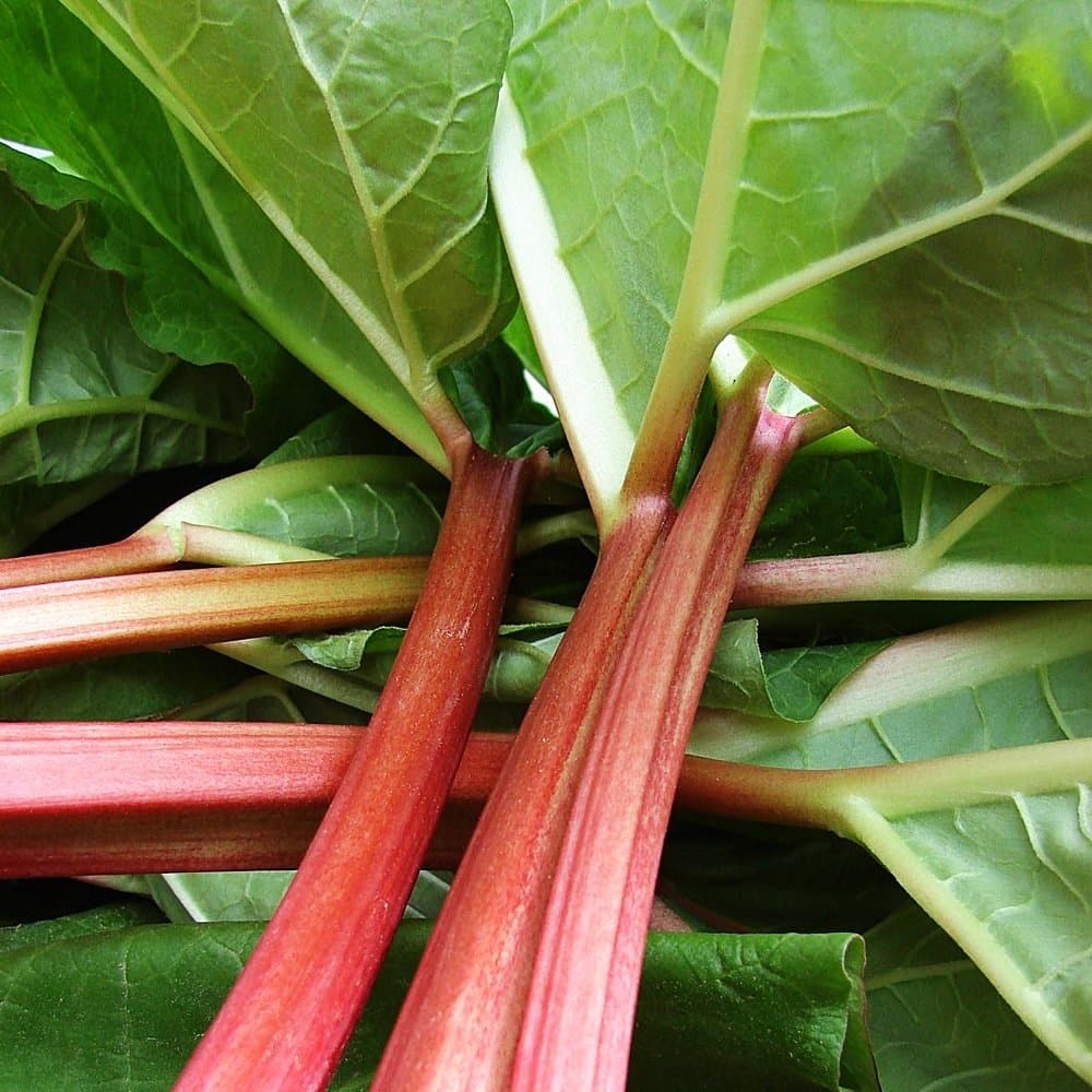 Rhubarb Timperley Early 3L