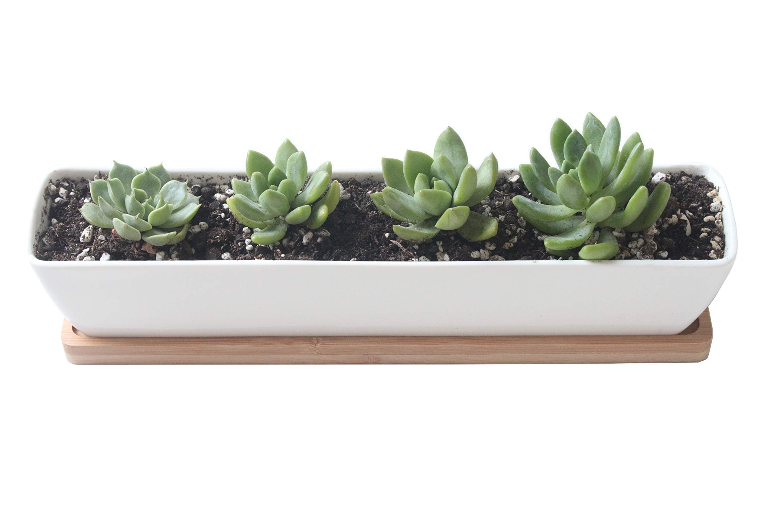 Rectangle White Ceramic Plant Pot Cactus Succulent Planter Small Flower Container with Bamboo Saucer/Tray for Indoor Outdoor Office Home