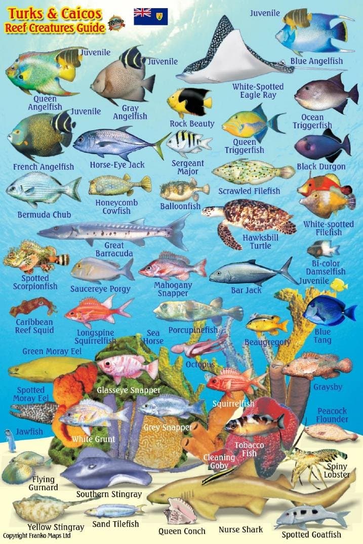 Turks & Caicos Coral Reef Creatures Guide Franko Maps Laminated Fish Card 4"x6"