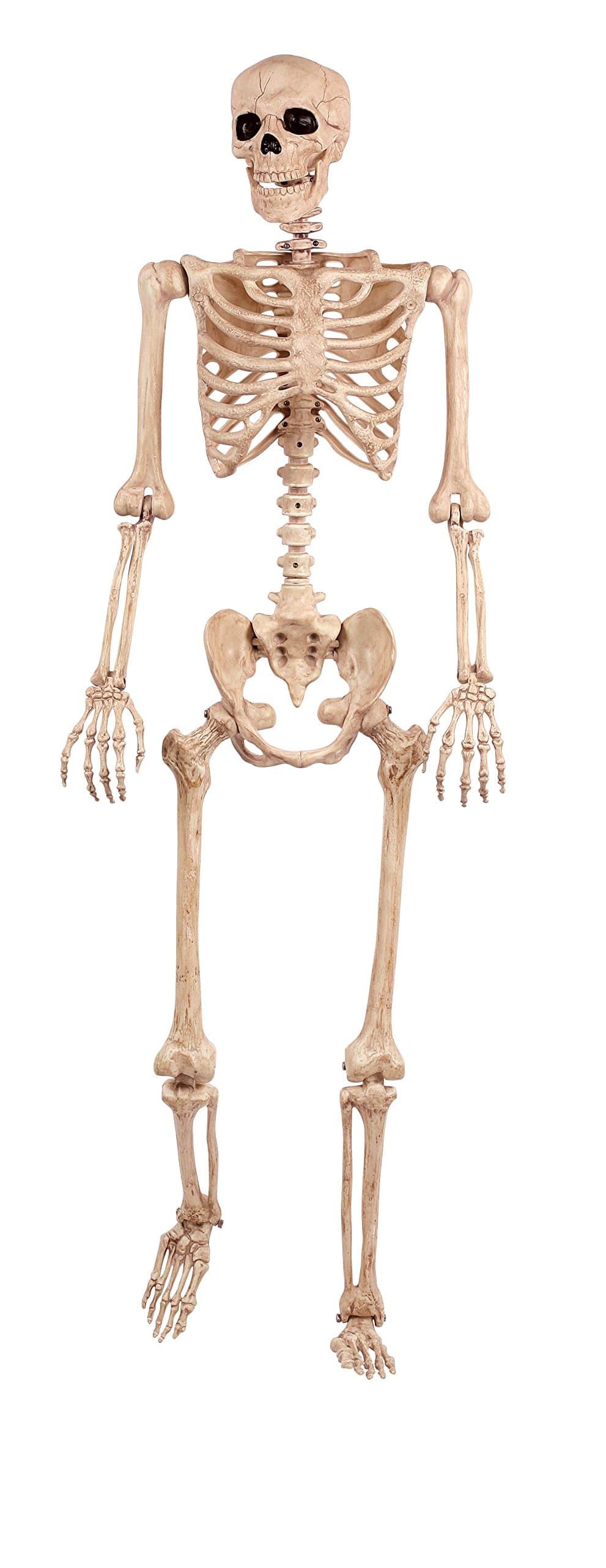 Crazy Bonez Original Pose-N-Stay Halloween Skeleton, 5 FT – Life-Size, Realistic, Fully Poseable Indoor & Outdoor Decoration, Durable Plastic Spooky Prop for Yard, Porch, Haunted House