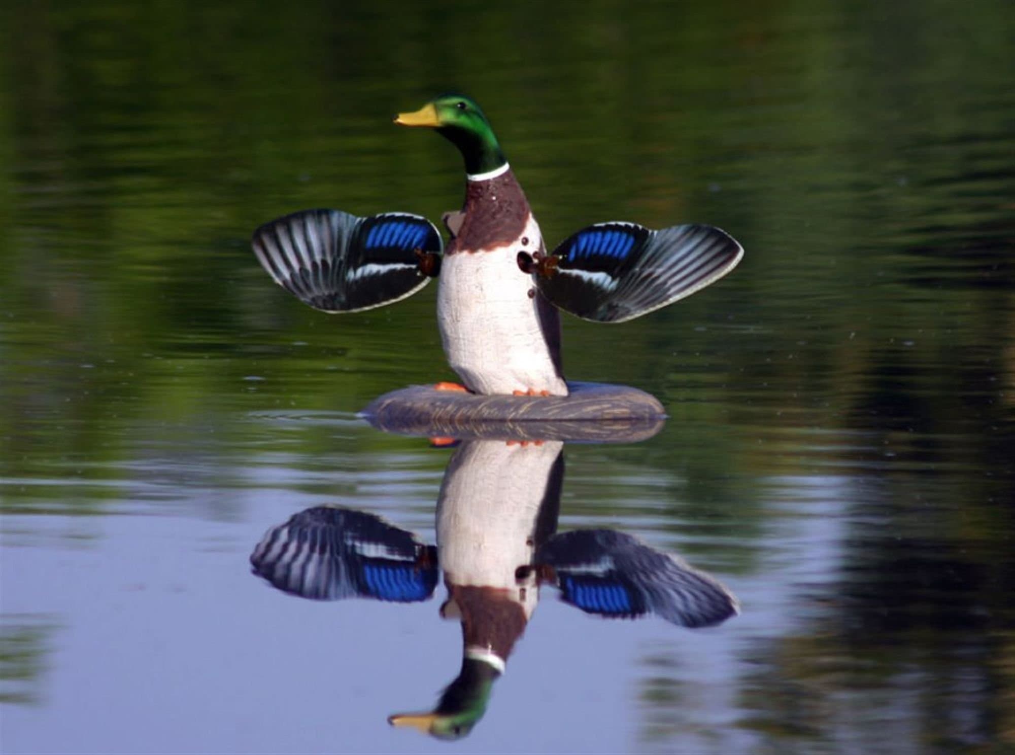 Higdon Mallard Drake 6V Floating Flasher 2