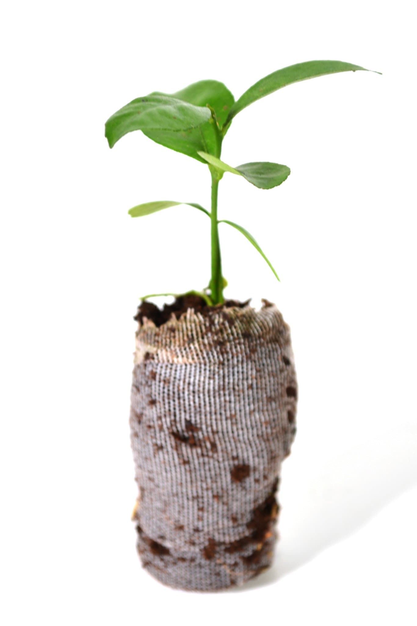 Yuzu Tree - Citrus reticulata VAR. austera - Starter Plug (See State Restrictions)