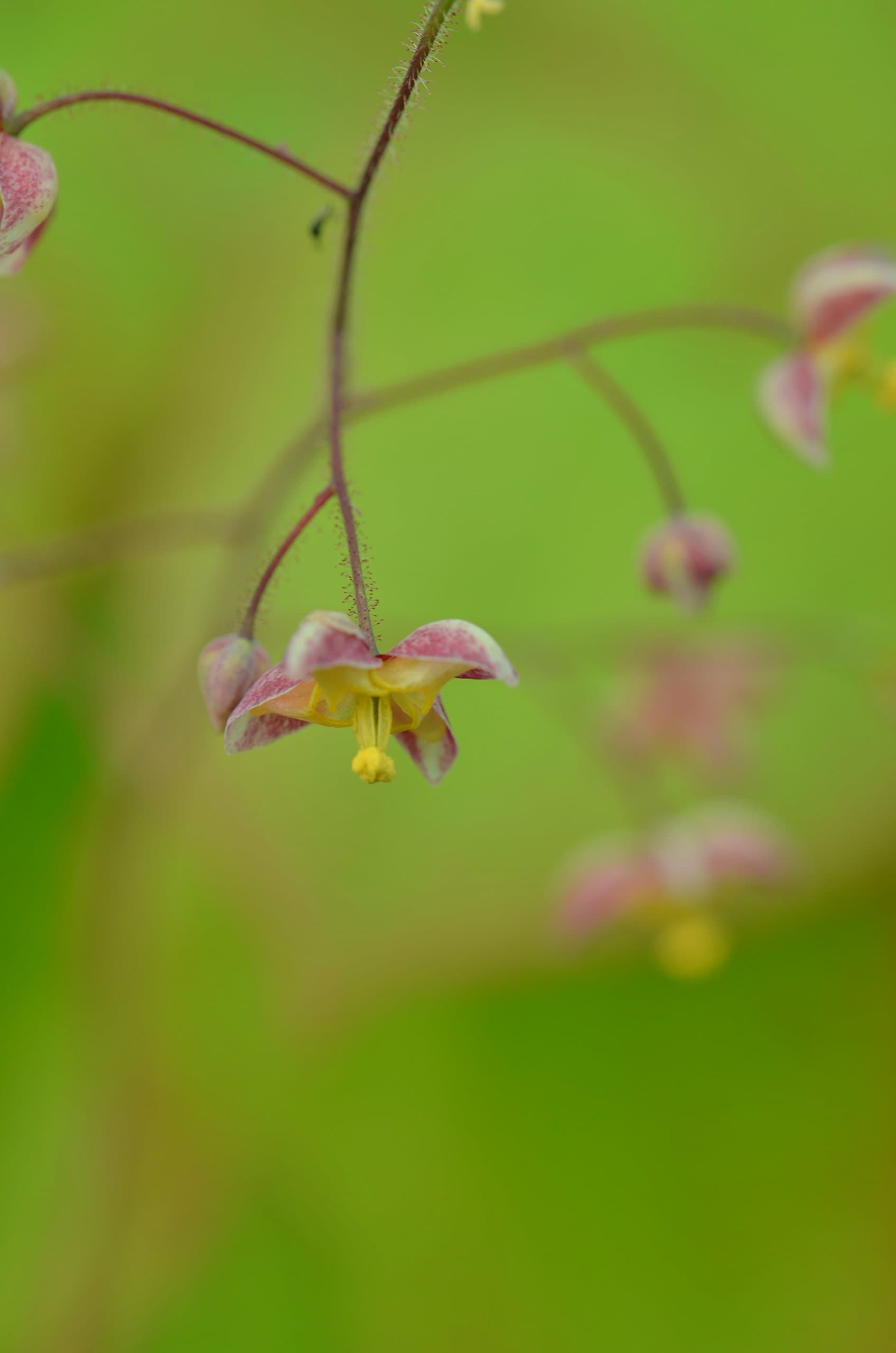 Epimedium x cantabrigense