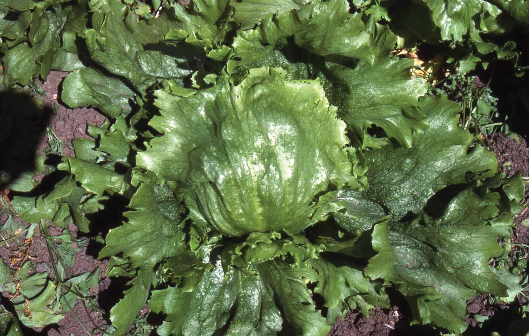 Vegetable - Lettuce Iceberg - Lakeland - 200
