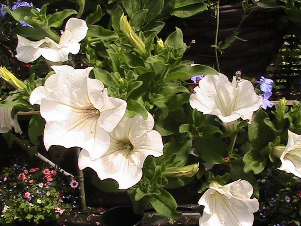 5 SURFINIA PETUNIA PLUG PLANTS (White)