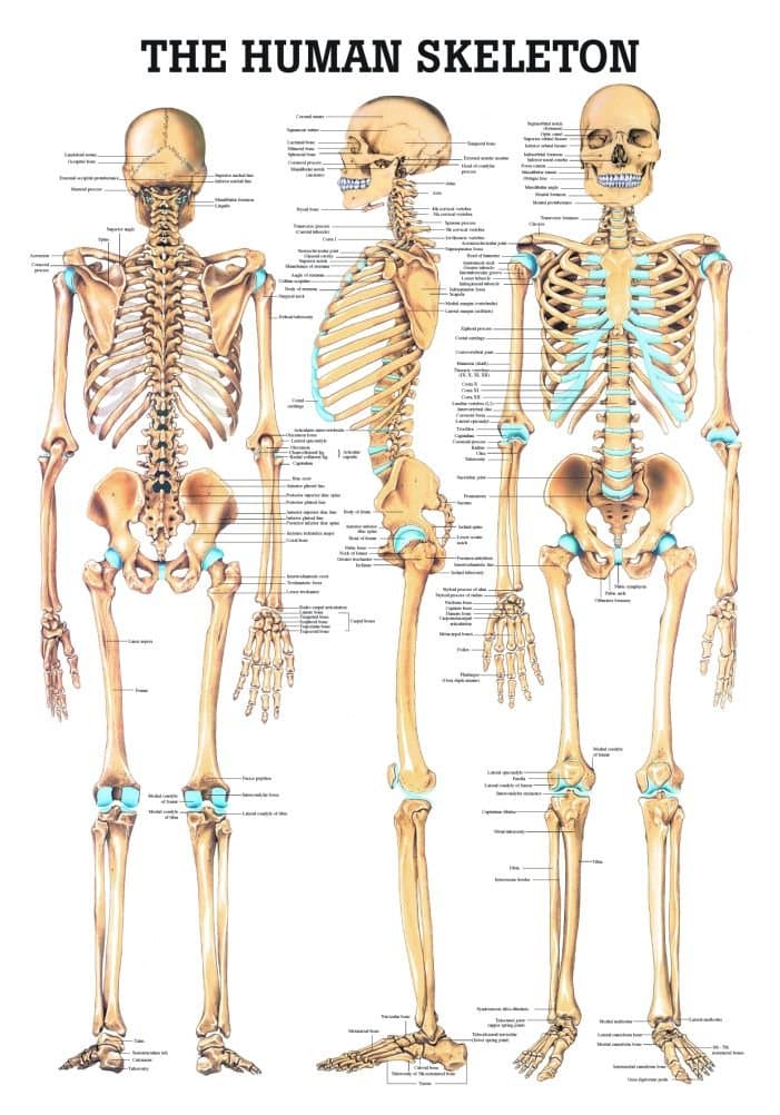 The Human Skeleton Laminated Anatomy Chart