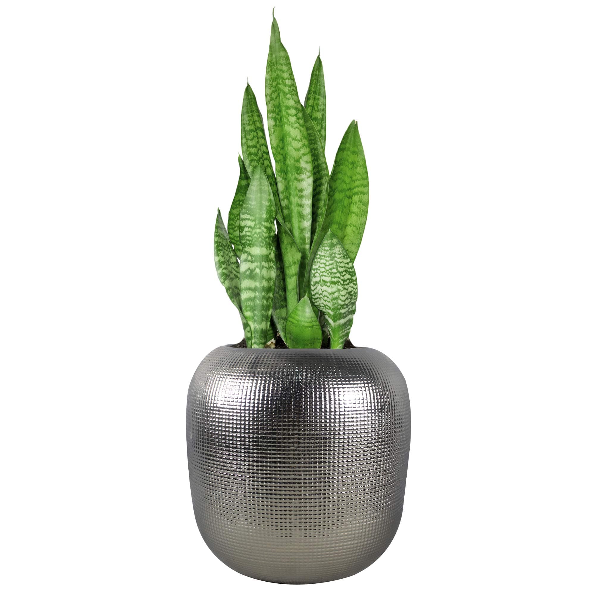 Trendspot 11" Capsule Ceramic Planter, Silver