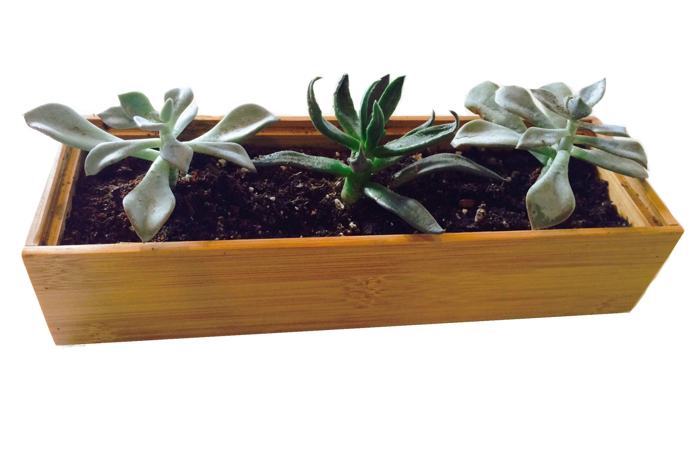 Bamboo Planter for Succulents: Mini Wooden Bamboo Rectangular Planter (3x9 Inches)