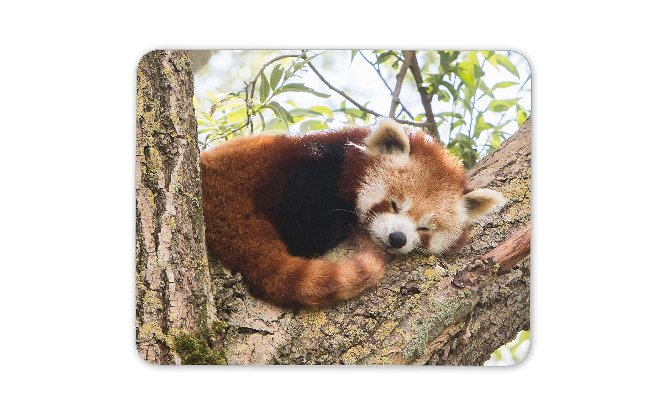 Cute Lesser Red Panda Mouse Mat Pad - Animal Tree Bear Kids Computer #14217