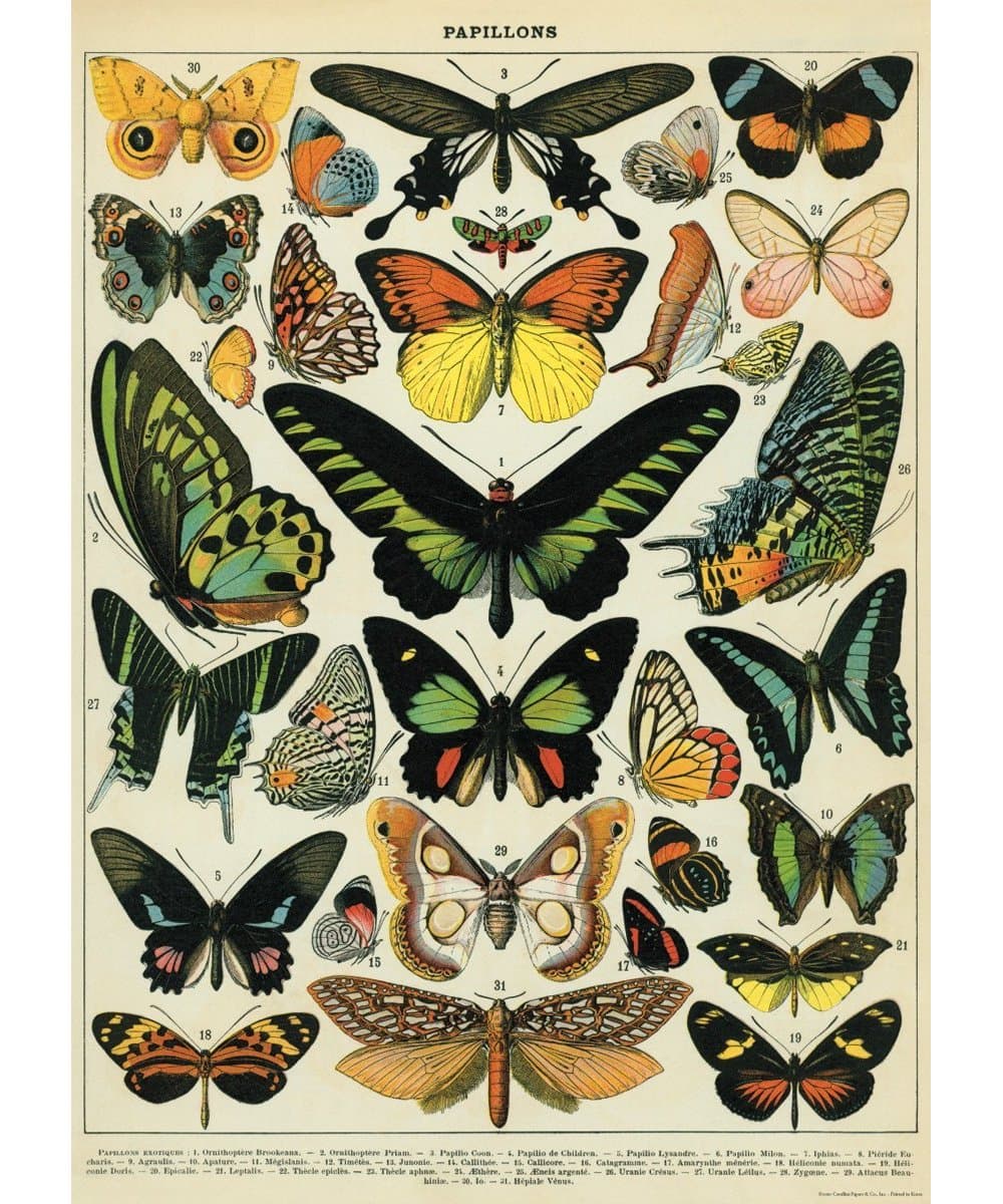 Cavallini Butterflies Wrapping Paper
