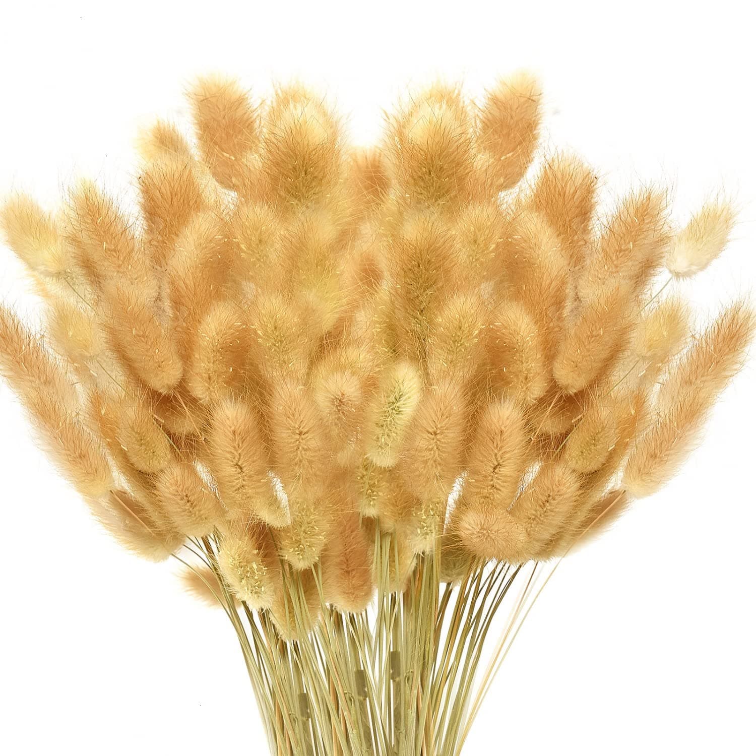 June Fox 100 PCS Dried Pampas Grass Stems Bunny Tails Dried Flowers for Arrangements Hried Bundle for Photo Props, Home Decor