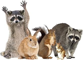 Woodland Animals Window Decal Cling - Raccoon & Friends Vinyl Sticker