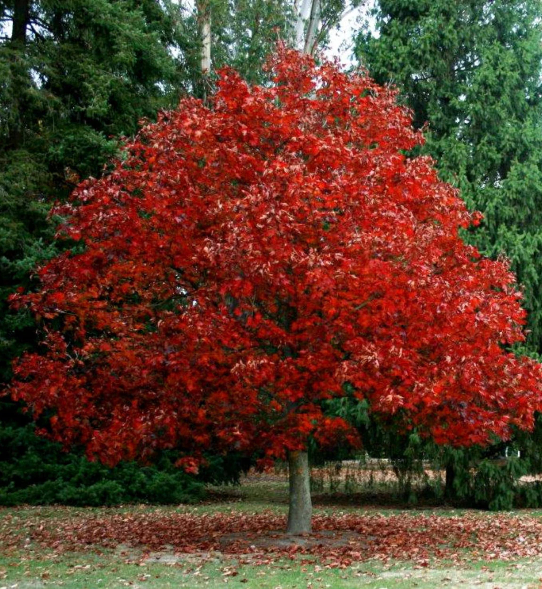 Northern Red Oak Tree, Live Oak Tree Plant, Oak Tree Sapling, Hardy Oak for Landscaping, 1 Year Old Shade Tree, Well Rooted, 5 to 15 Inc Tall