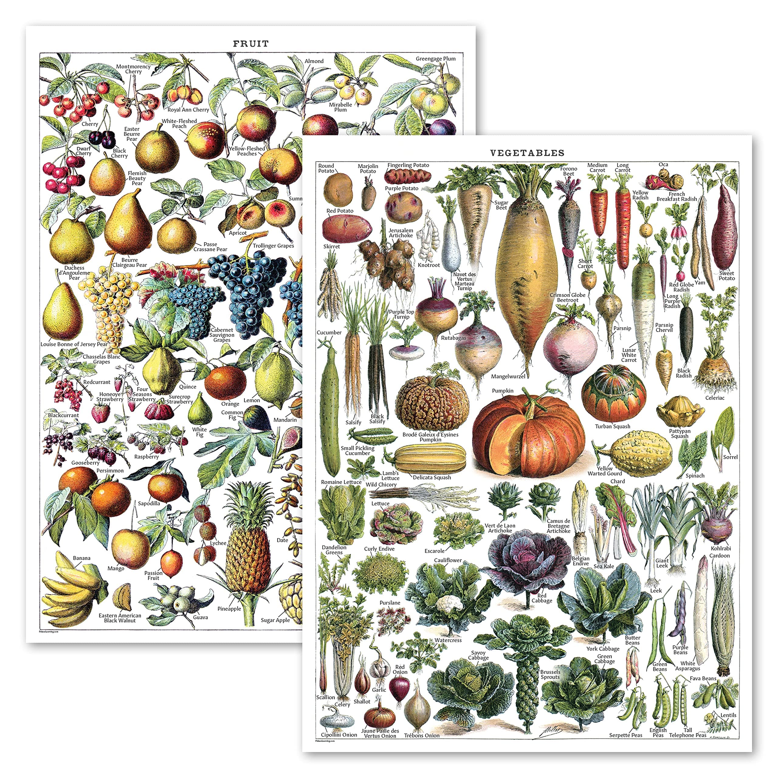 Vintage Fruits & Vegetables Poster Prints - Botanical Identification Reference Chart - Kitchen Decorations - Set of 2 Posters (LAMINATED, 18" x 24")