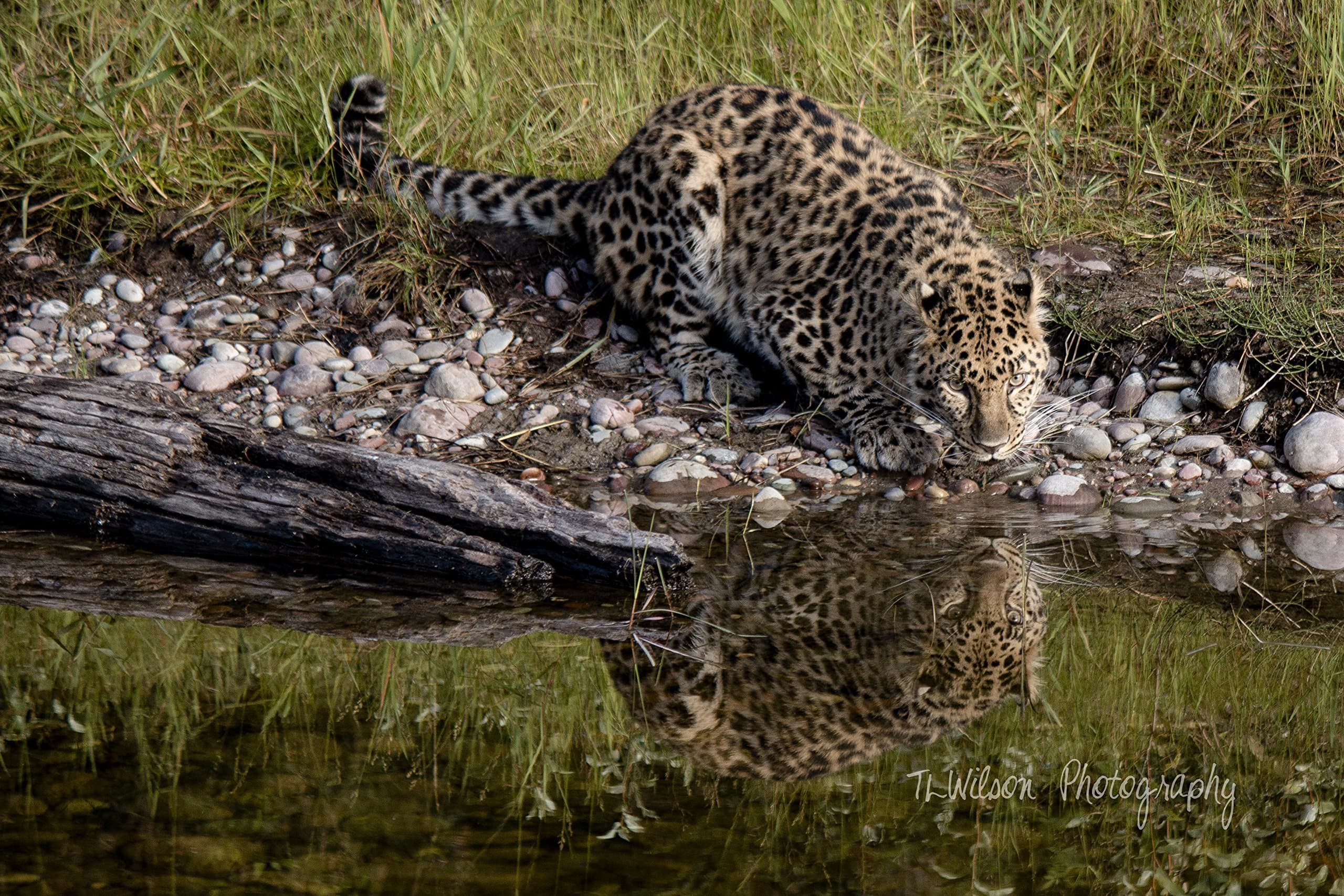 Amur Leopard Reflection by TL Wilson Photography
