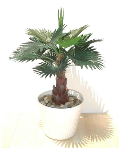 13" Fan Palm, Artificial Plant (Without Pot)