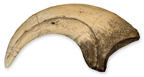 Deinonychus Actual Size Claw Teaching Quality Recreation