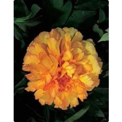 Peony - Tree - Kinkaku Flower Bulb