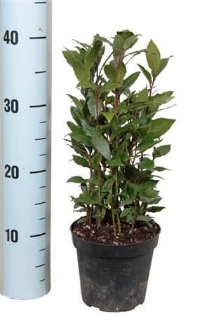 Personal Baytree - Small Kitchen Bay Tree - Laurus Nobilis - Ideal for your windowsill - Live herb plant - Lovely Gift Present for those who love cooking - Gift pack and fast delivery options - Green leathery leaves and yellow flowers.