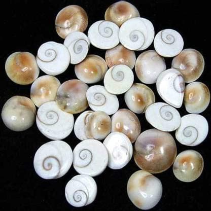 Generic 21 pcs Original Gomti / Gomati Chakra