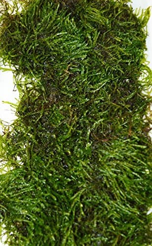 VESICULARIA LIVE AQUARIUM CHRISTMAS JAVA MOSS 10g-100g (20g)