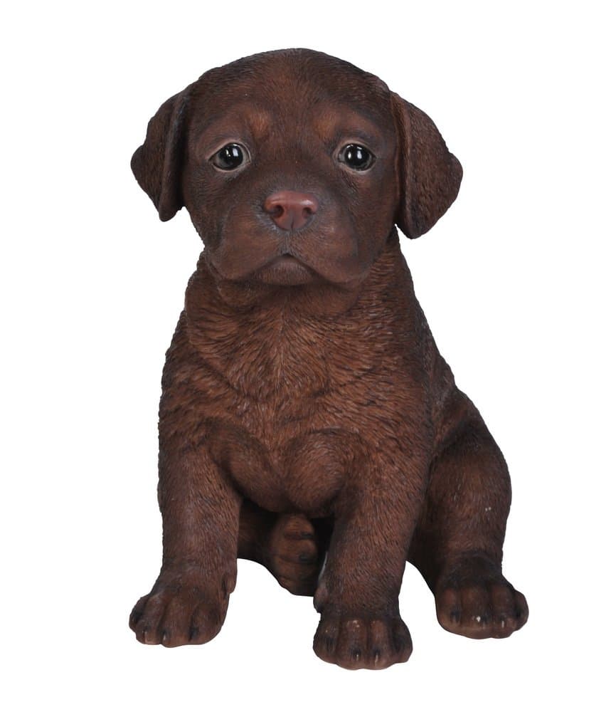 Labrador Puppy Statue, Chocolate Brown