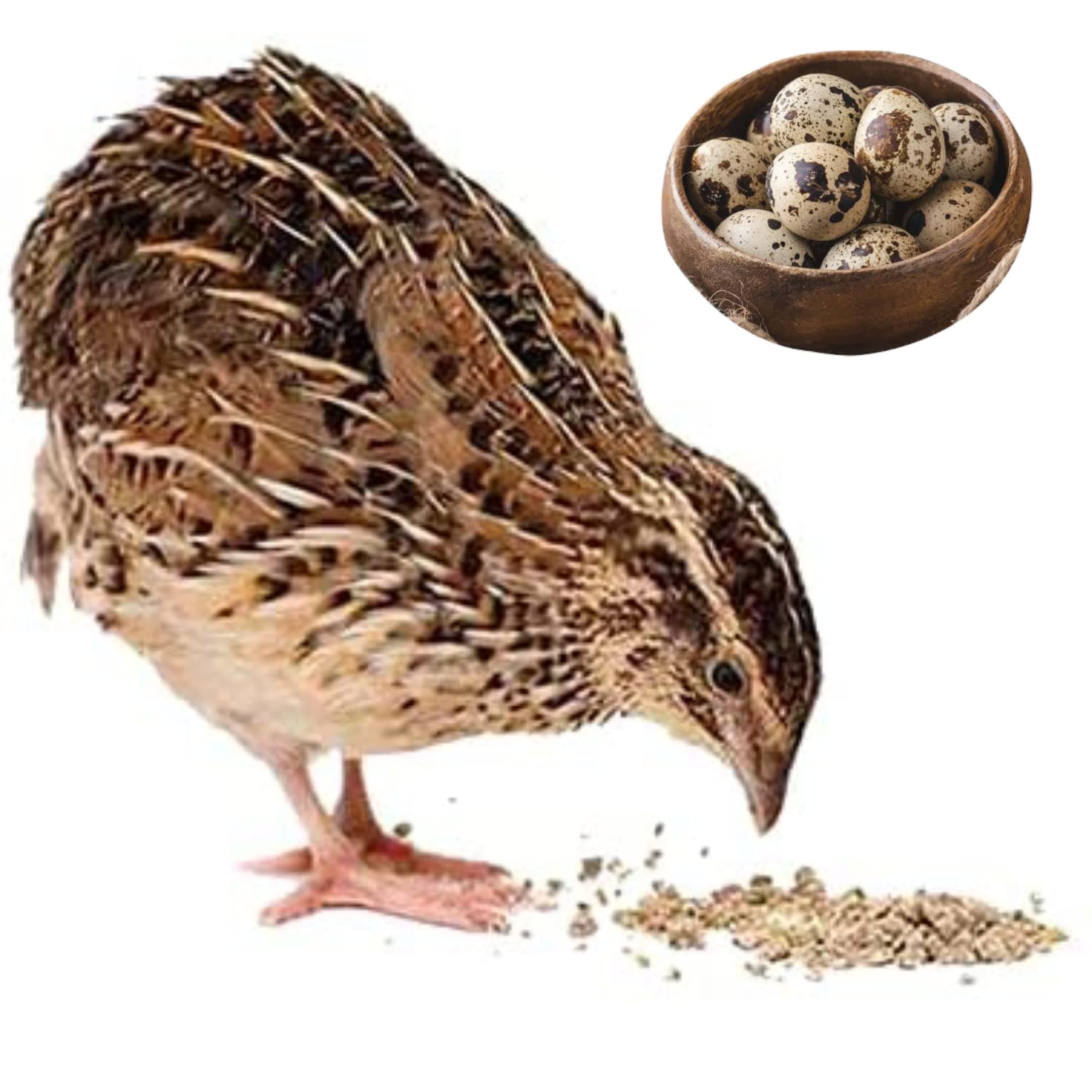 Quail Feed for More Egg Production - 1 KG