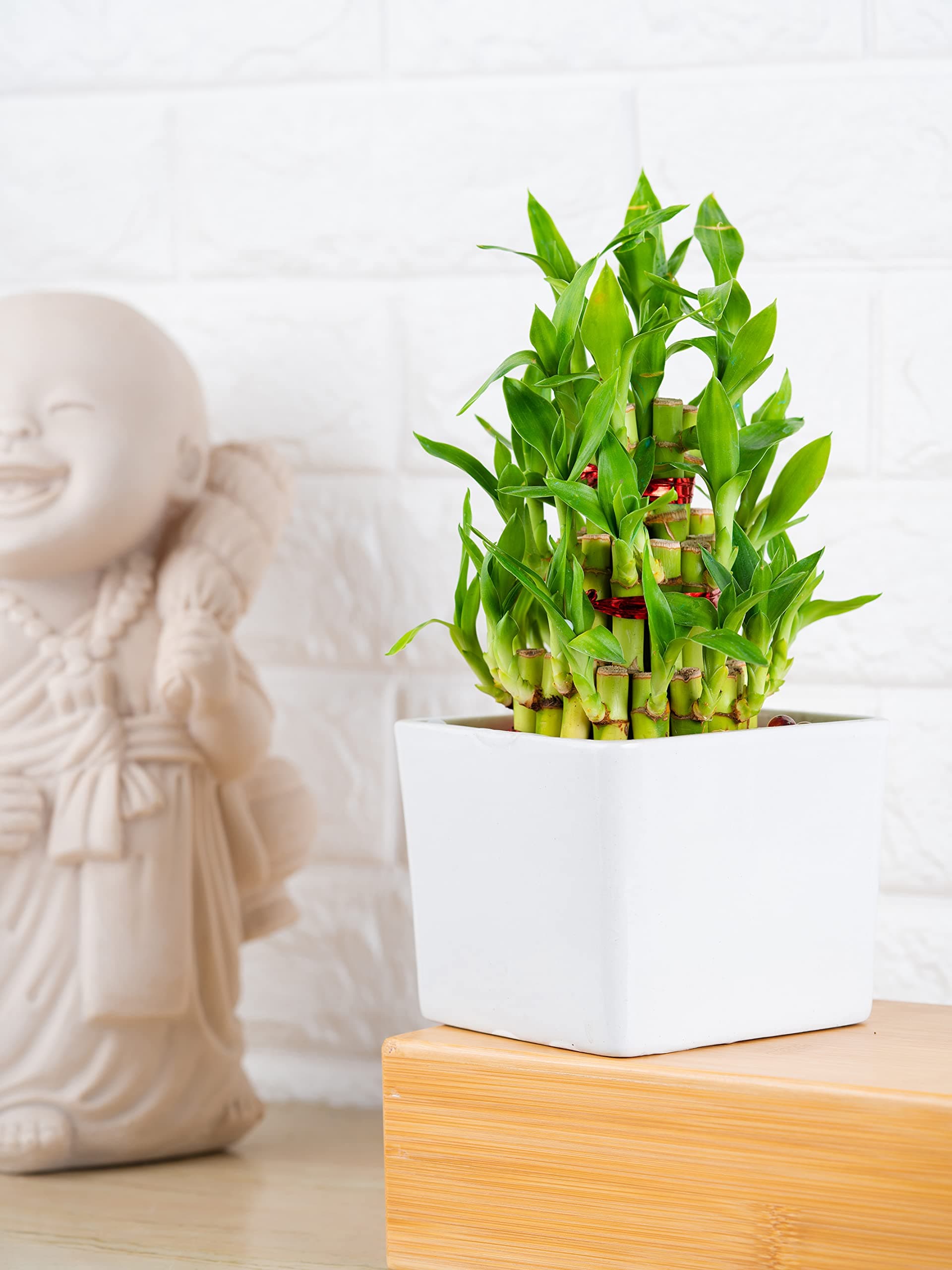 Nurturing Green® 3 Layer Bamboo Plant with Ceramic Pot (size: 4.5 inch wide | color: white) | Plants For Home Decor Live Plant Indoor | Lucky Bamboo | Bamboo Live Plants For Indoor