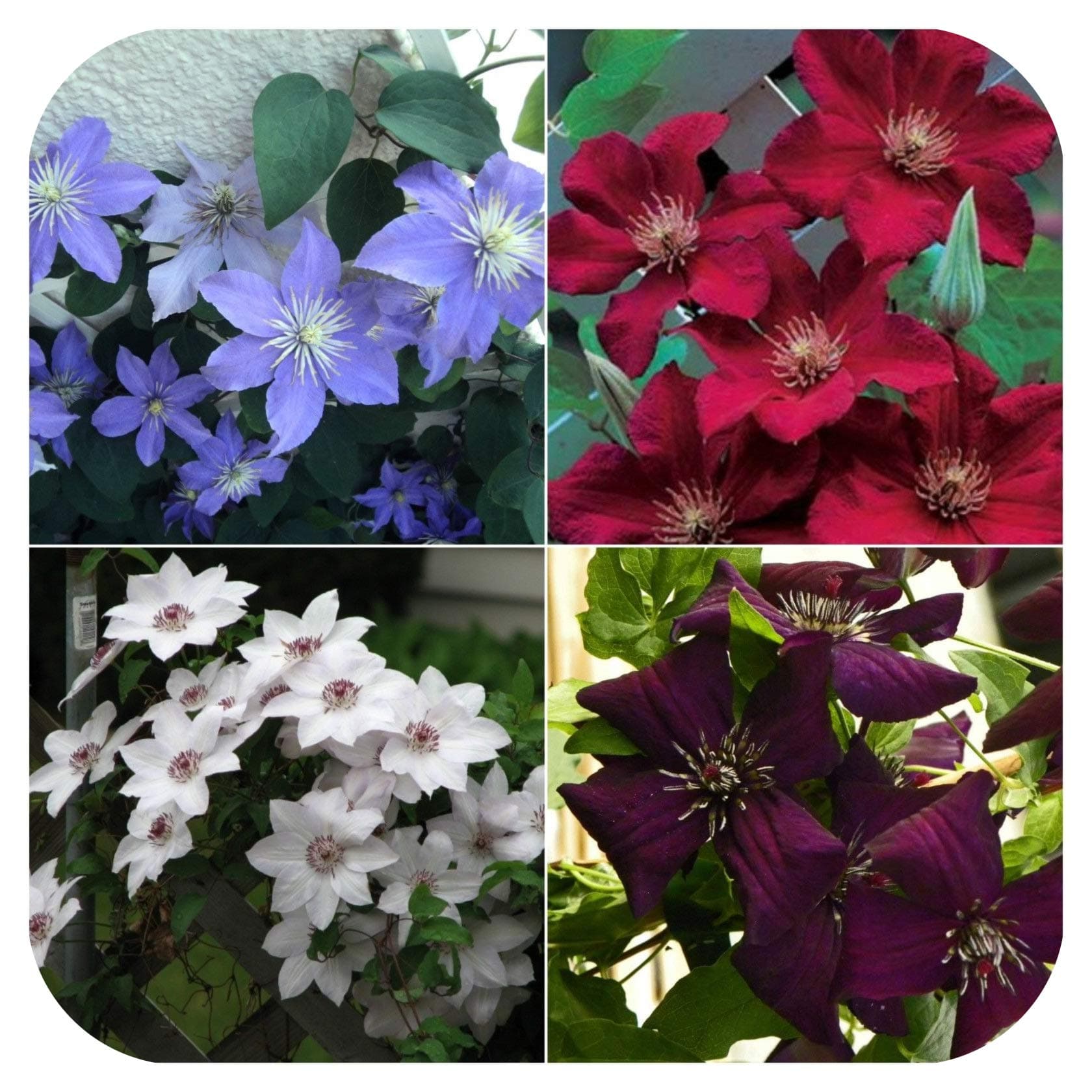 4 x Clematis (Mix 3) Bare Root Plants with Shoots Climbing Vine Flowering Shrub by Plug Plants Express Limited