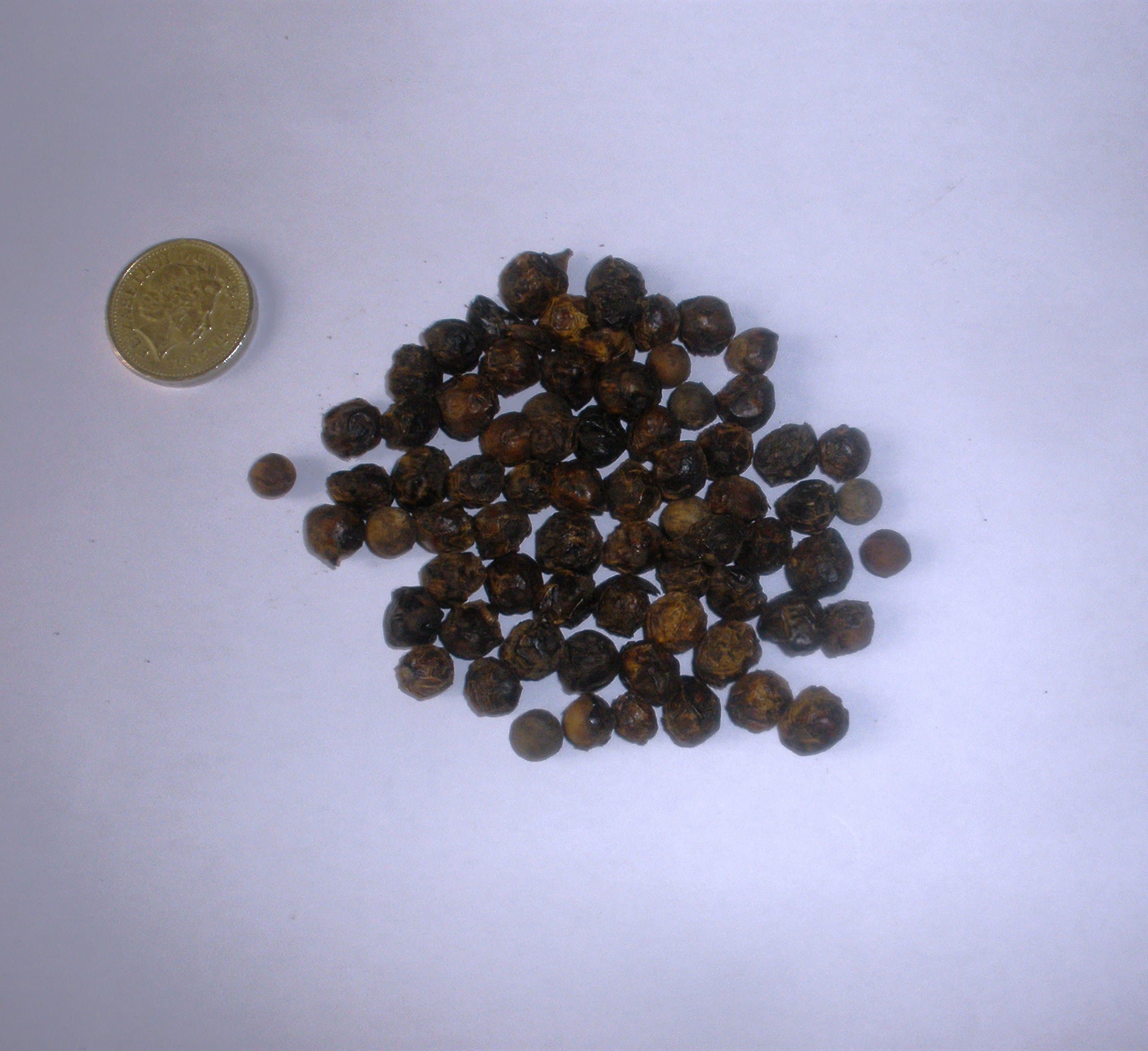 Camphor Tree, Cinnamomum camphora 25 Seeds